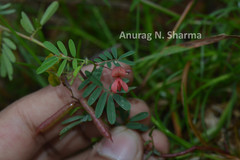 Indigofera karnatakana